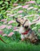 Collare in pelle Soft Country - Thumbnail Image 4