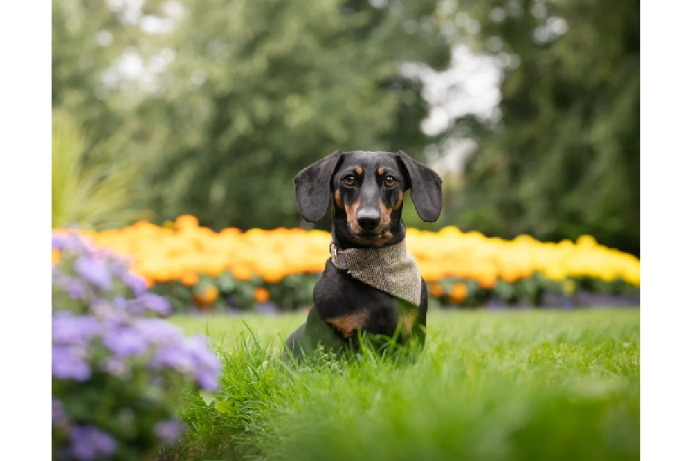 bandana per cane