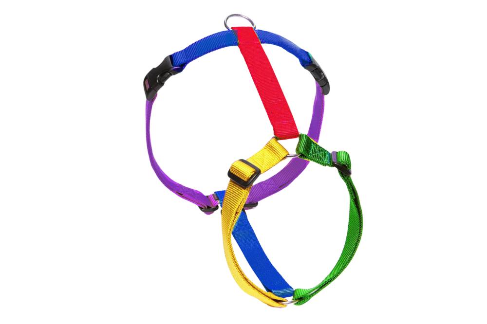 Pettorina H Multicolor