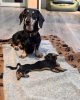 Coperta per cani Bassotto - Thumbnail Image 3