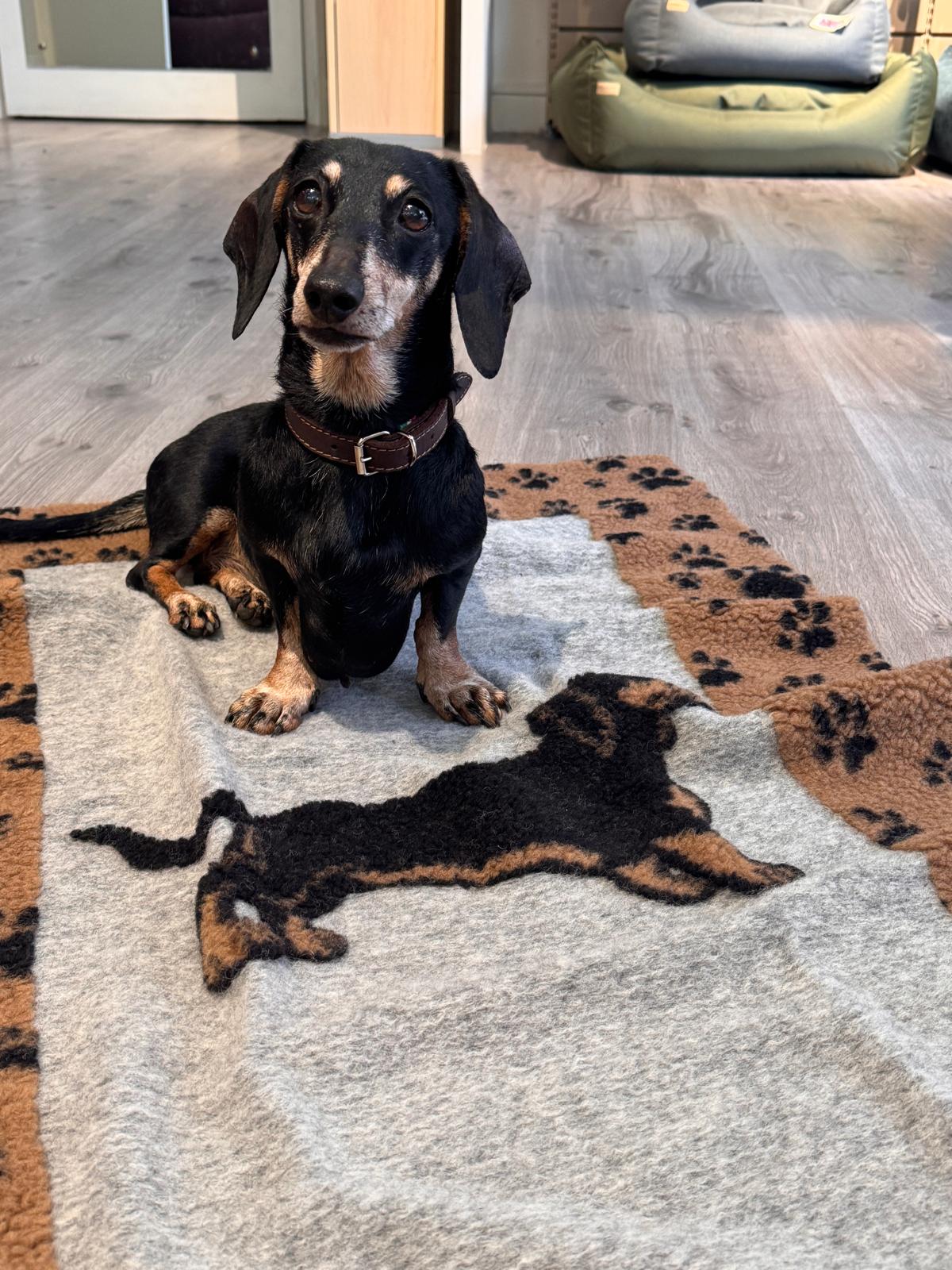 Coperta per cani Bassotto - immagine 3