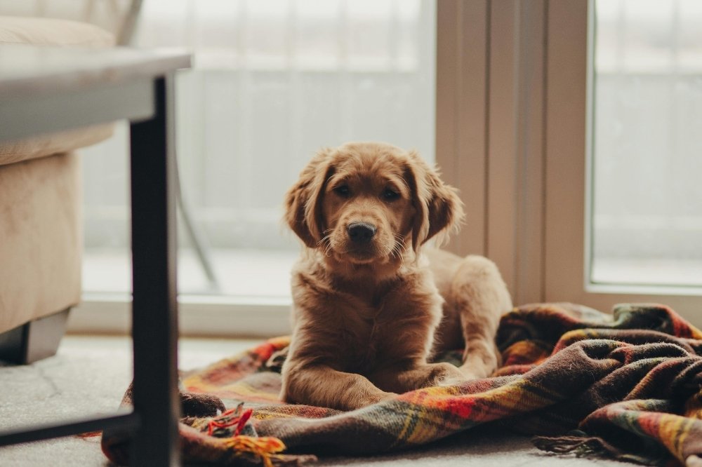golden retriever coperta