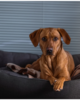 cuccia sfoderabile per cani
