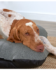 cuscino per cani