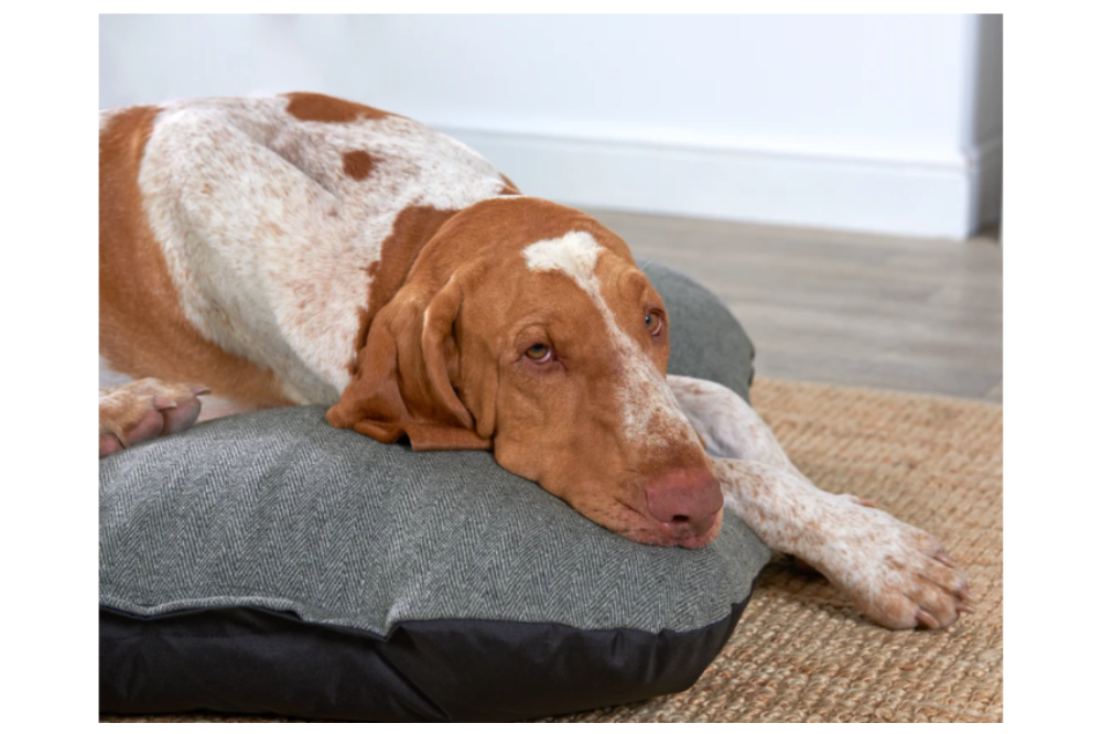 cuscino per cani
