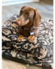 Tappetino da Viaggio per Cani Costa Roll-Up - Thumbnail Image 9