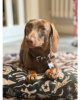 Tappetino da Viaggio per Cani Costa Roll-Up - Thumbnail Image 10