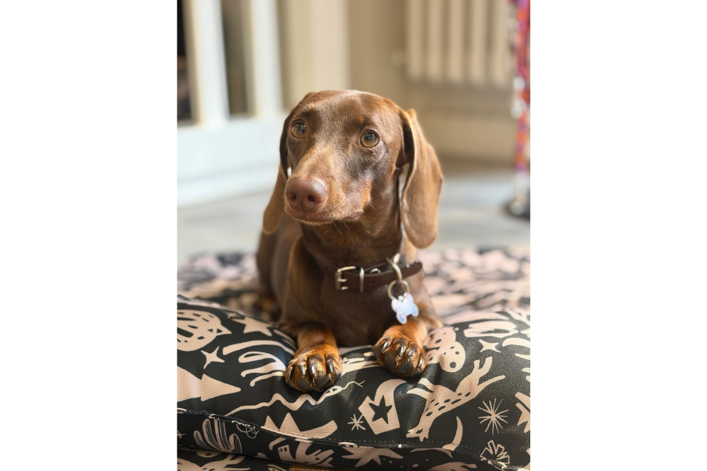 Tappetino da Viaggio per Cani Costa Roll-Up - immagine 10