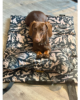 Tappetino da Viaggio per Cani Costa Roll-Up - Thumbnail Image 11